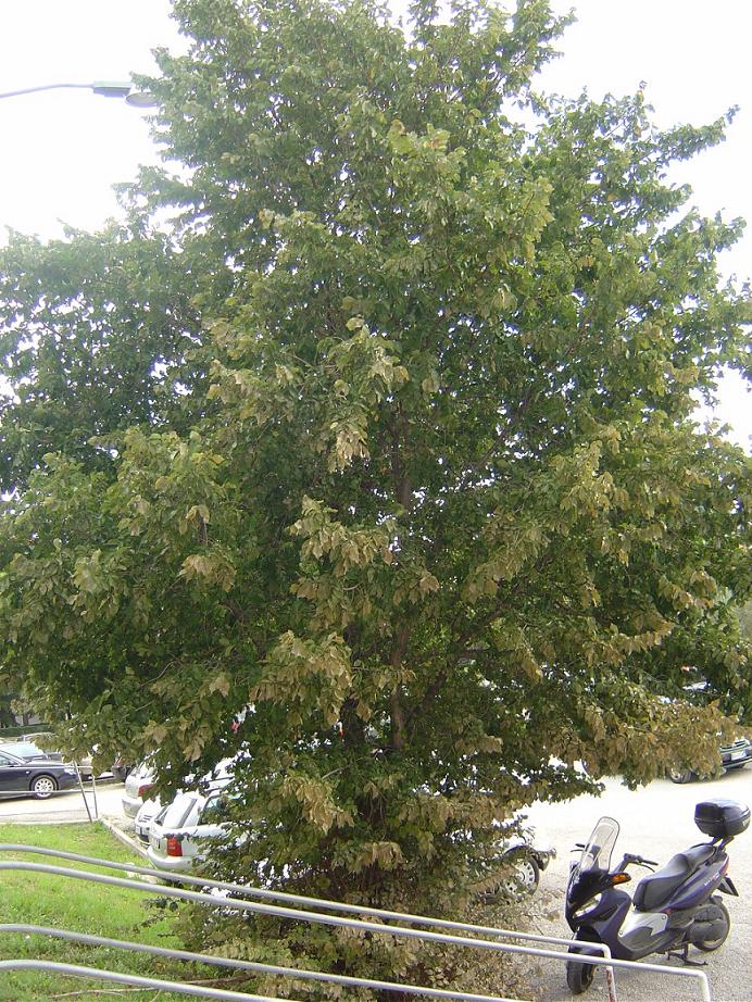 Pianta da determinare